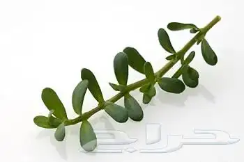 نبات مائي باكوبا 2