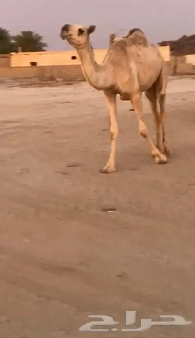 بكار لقايا ممشا وطفاح وعضم 0