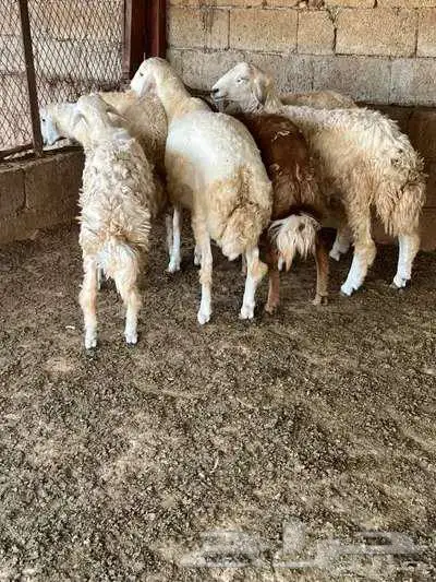 6-Months and Above Healthy Livestock Sheep 1