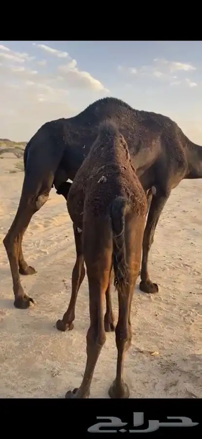 الذبح غدا  المتبقي ربع يوجد توصيل للخميس 0