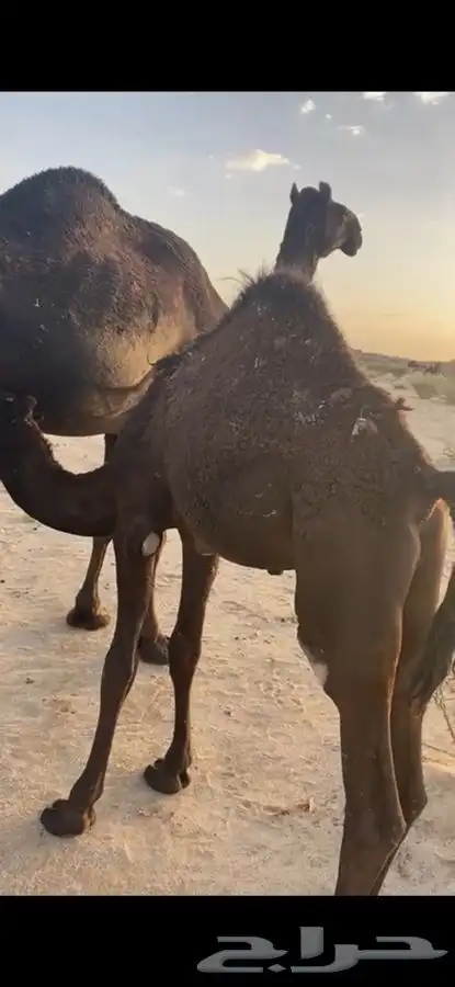 الذبح غدا  المتبقي ربع يوجد توصيل للخميس 6
