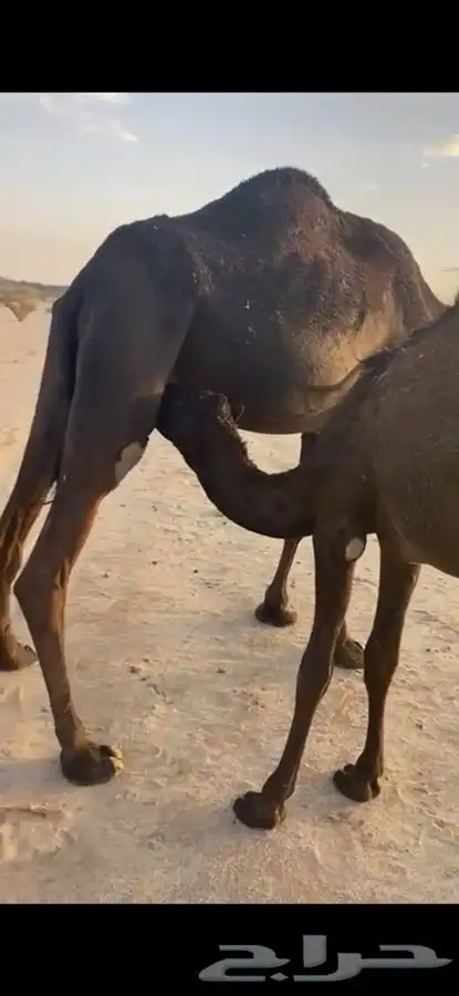 الذبح غدا  المتبقي ربع يوجد توصيل للخميس 5