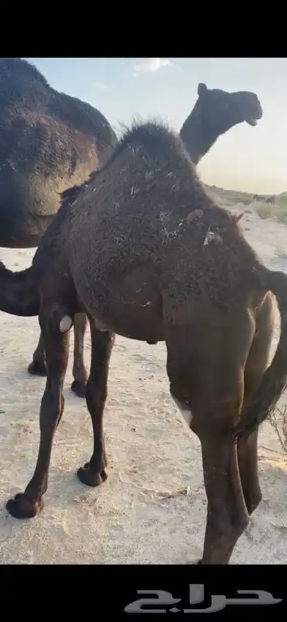 الذبح غدا  المتبقي ربع يوجد توصيل للخميس 3