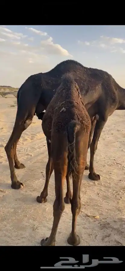 الذبح غدا  المتبقي ربع يوجد توصيل للخميس 7