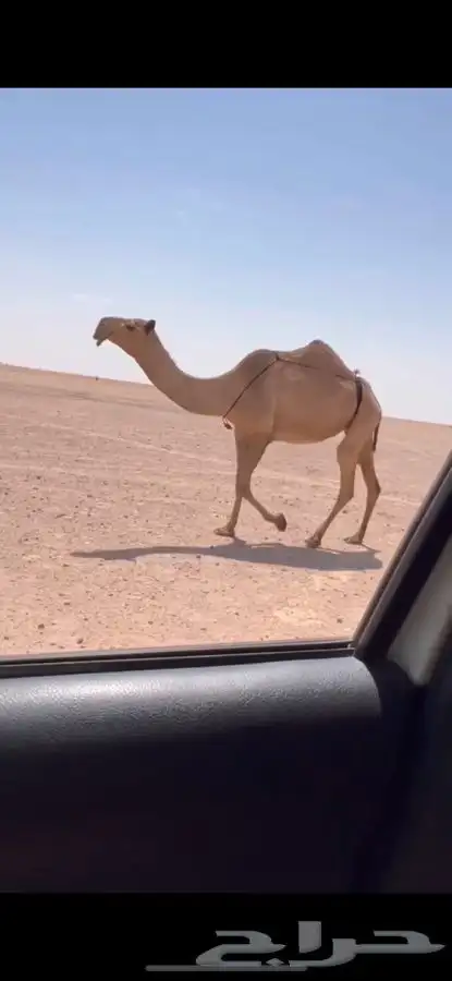 للبيع شعلا لقحه ثنو كفووو 0