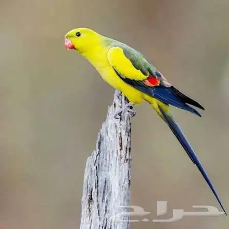 للبيع زوج ريجنت محلل ومشروط جاهزين للانتاج 0