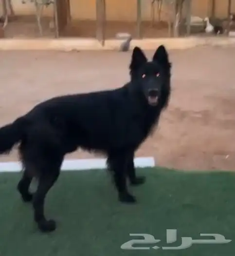 جرو جيرمن بلاك رويال مستوى عالي. 1