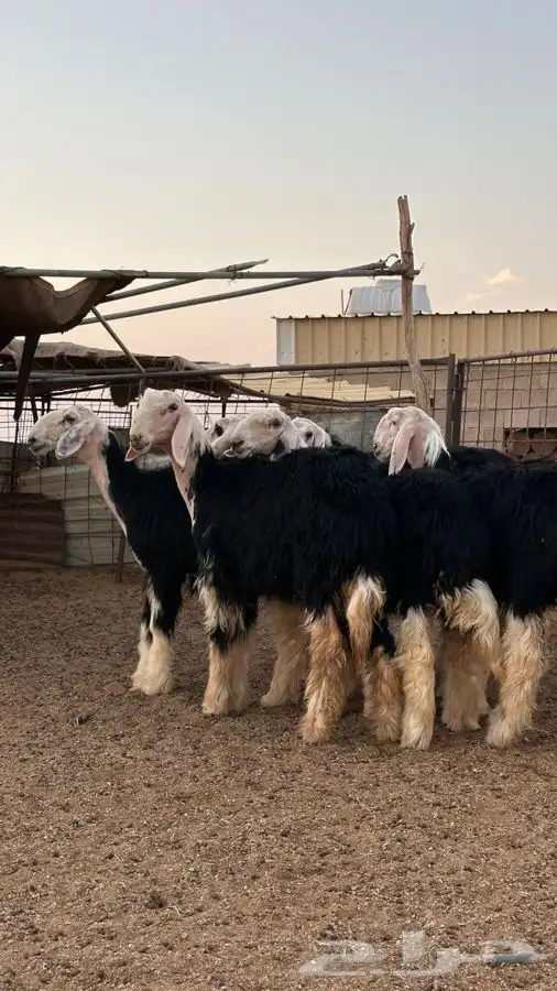 رخال نجد صنف 3