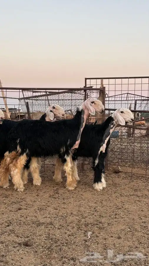 رخال نجد صنف 1