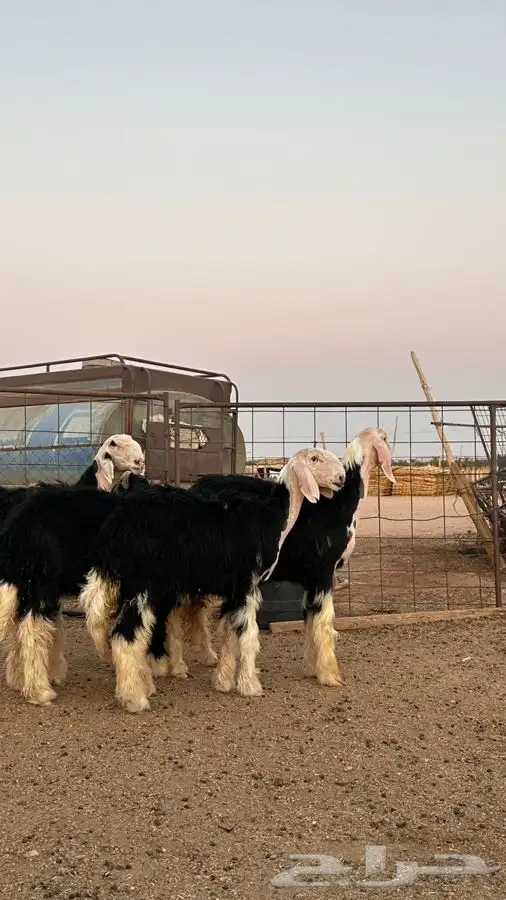 رخال نجد صنف 2