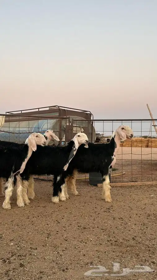 رخال نجد صنف 5