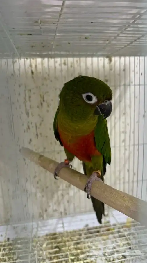 ذكر هجين صن كنيور 0