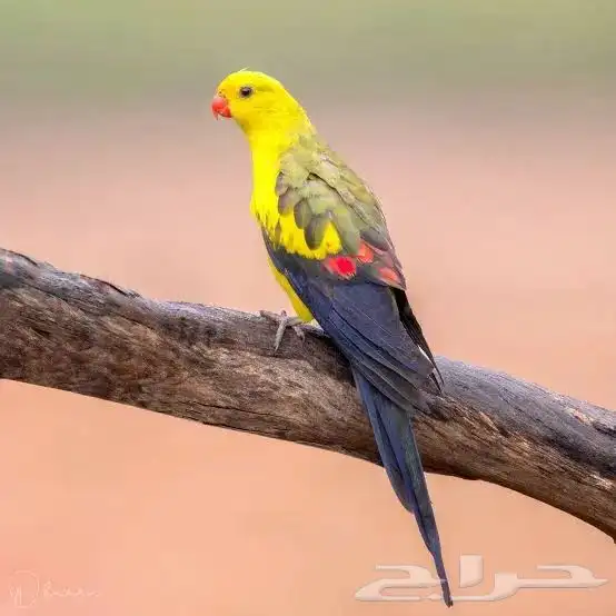 للبيع زوج ريجنت محلل ومشروط جاهزين للانتاج 1