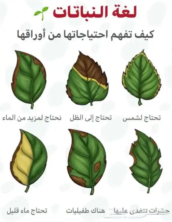 نباتات داخلية 1