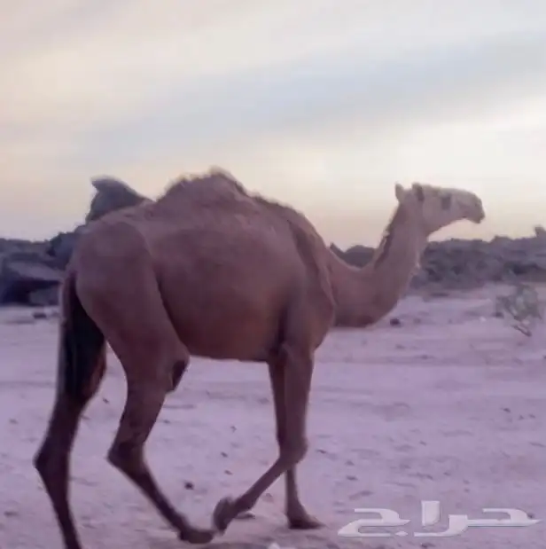 بكار لقايا ممشا وطفاح وعضم 1