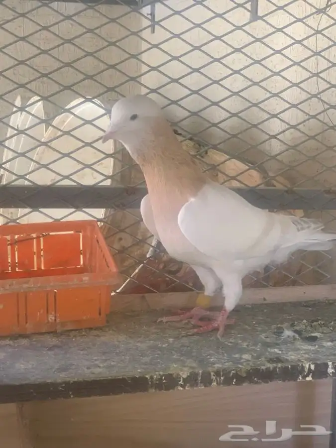 حمام ذكور للبيع. اومن لديه ايناث يعطيني خبر 1