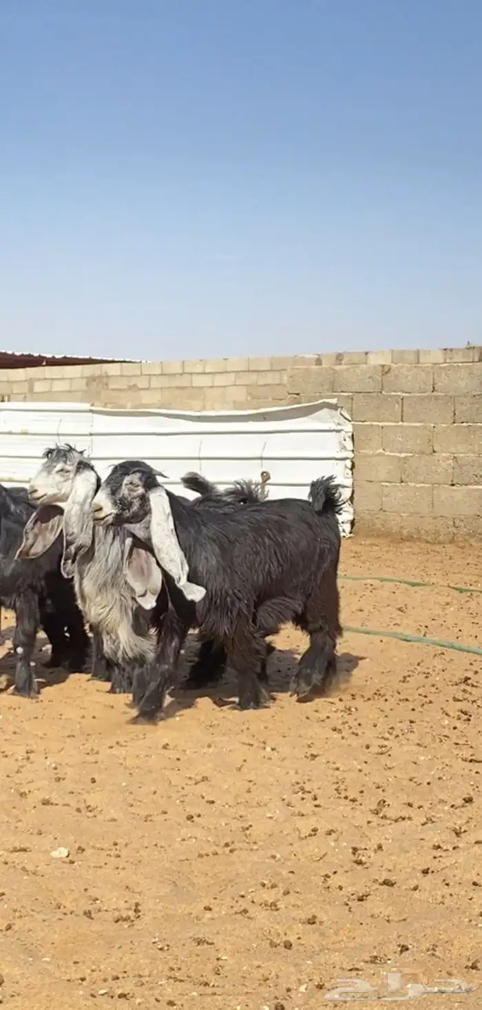 جفرات عوارض صنف 2