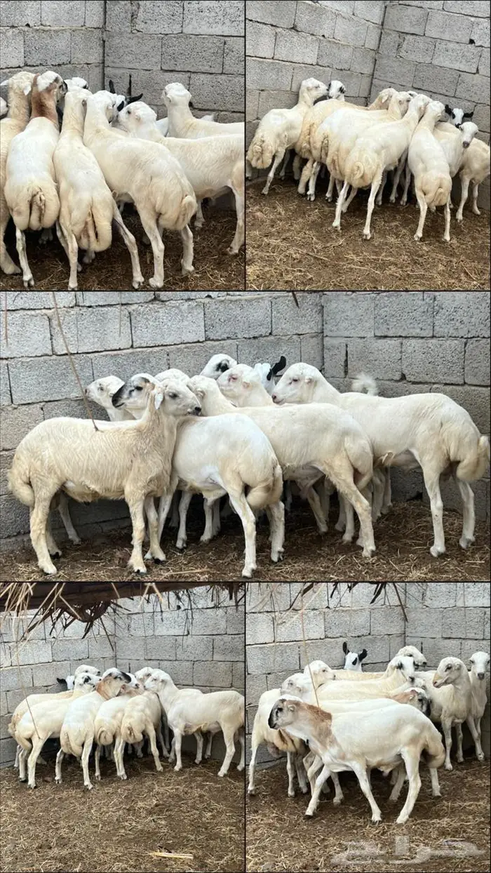 خرفان فاخرة بادي تربي 0