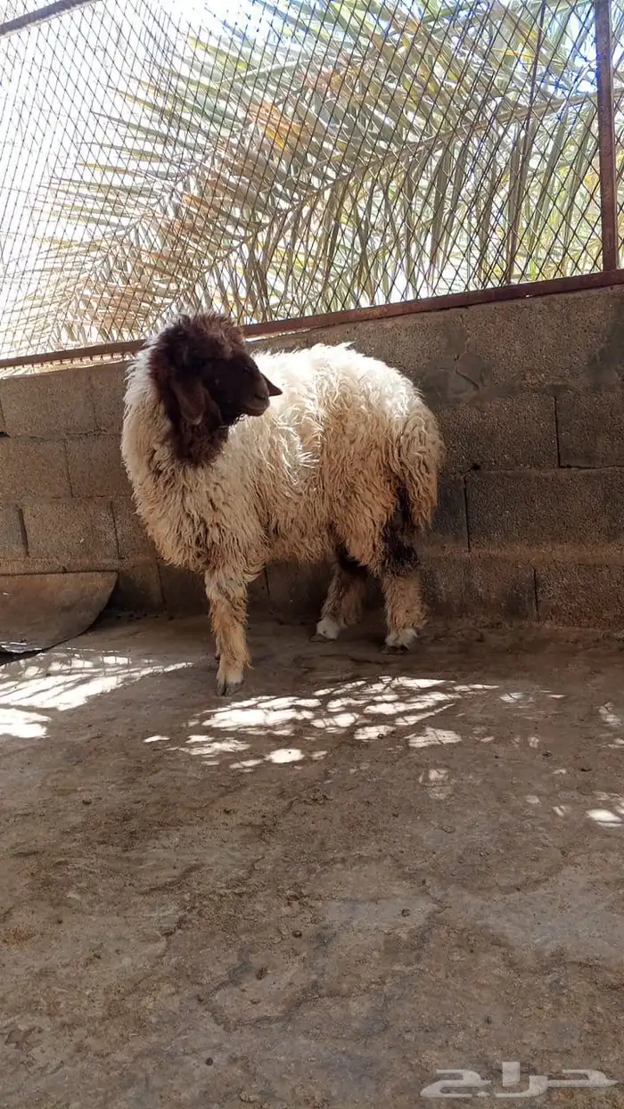 خروف نعيمي و رخل نعيمي سبعه شهور 0