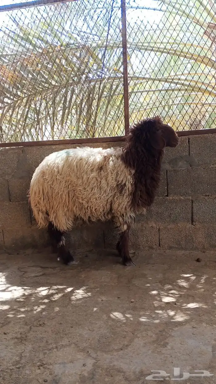 خروف نعيمي و رخل نعيمي سبعه شهور 1