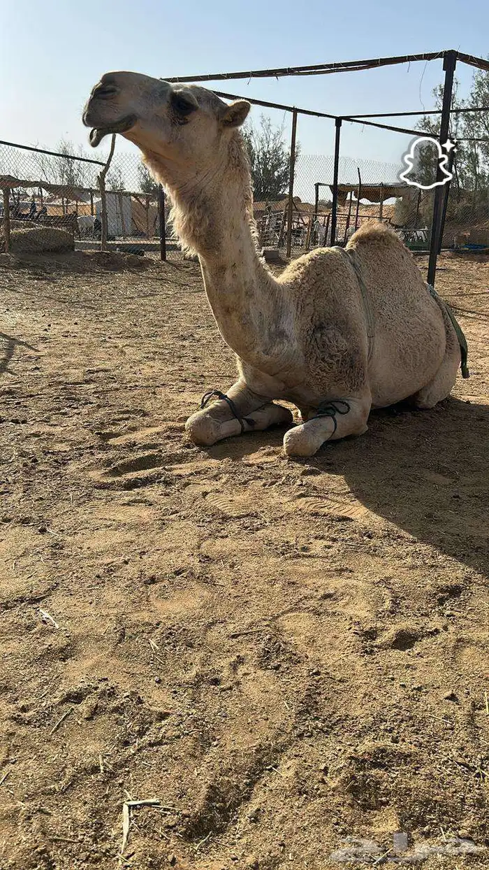 ناقه شقحاء 0