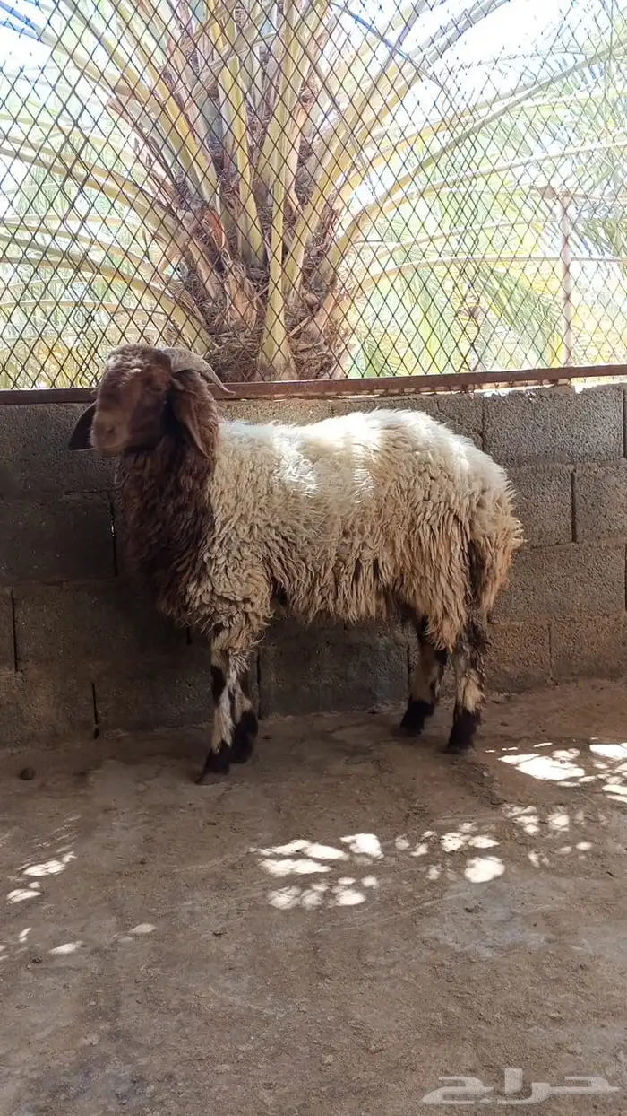 خروف نعيمي و رخل نعيمي سبعه شهور 3