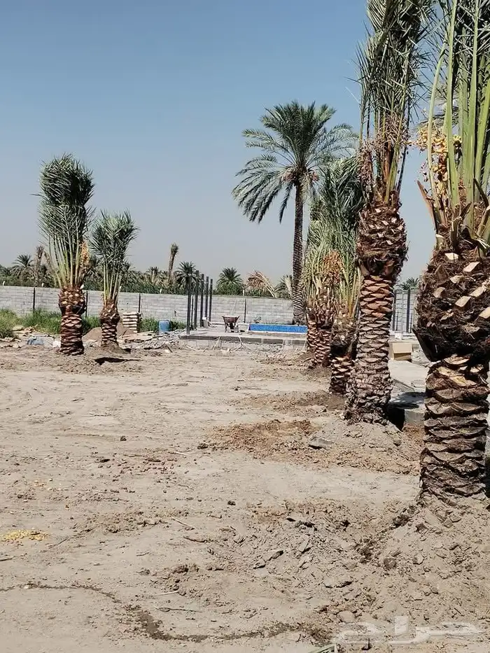 النخيل الفخر 3