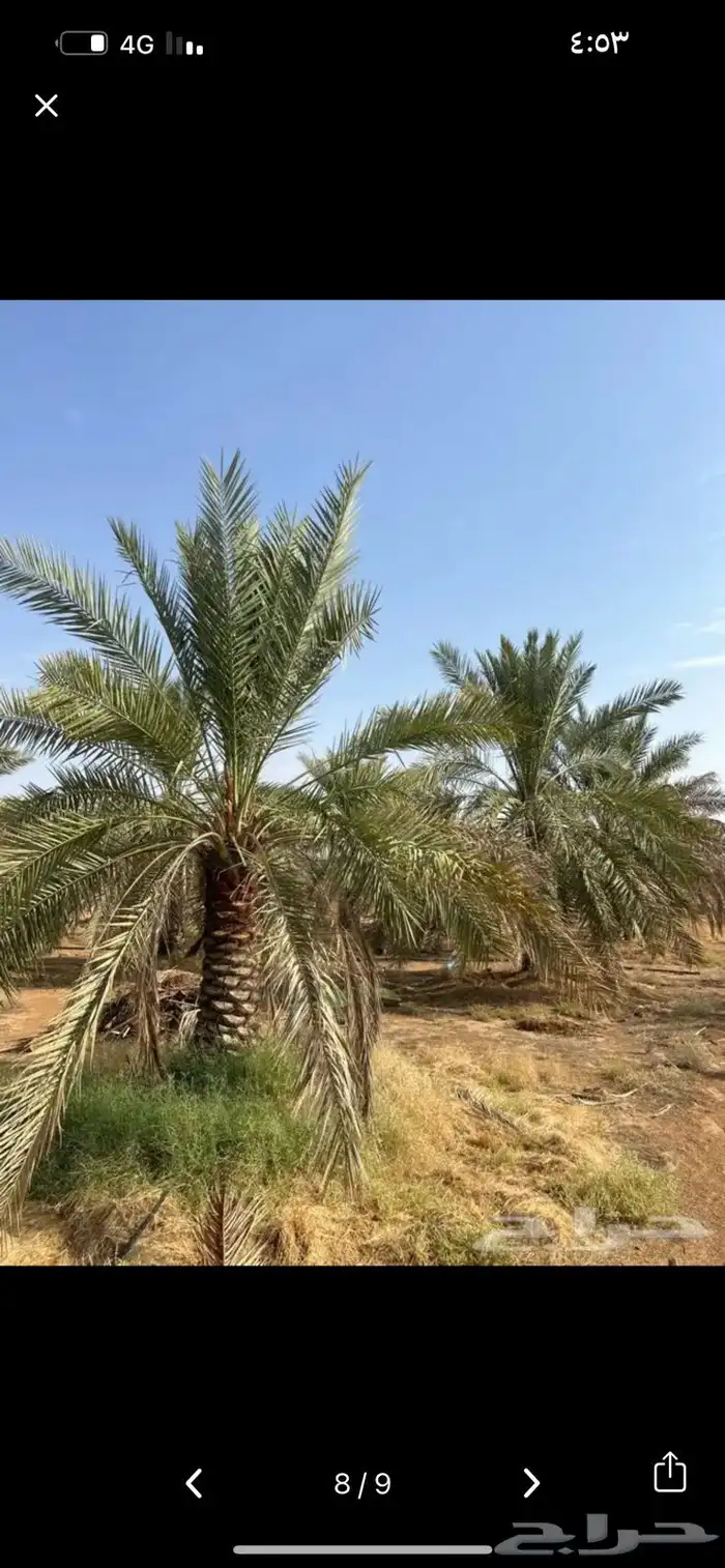 نخيل للبيع طيب ومثمر 4