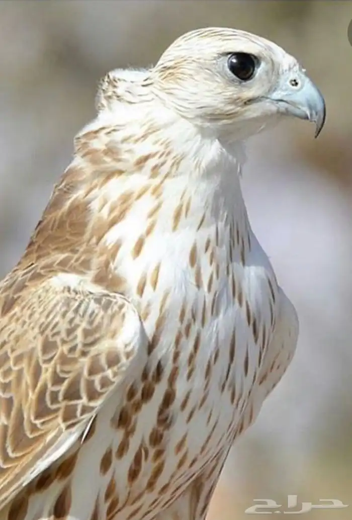 صقور ايجار اليوم الوطني 0