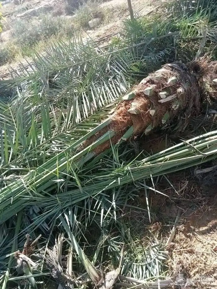 النخيل الفخر 4
