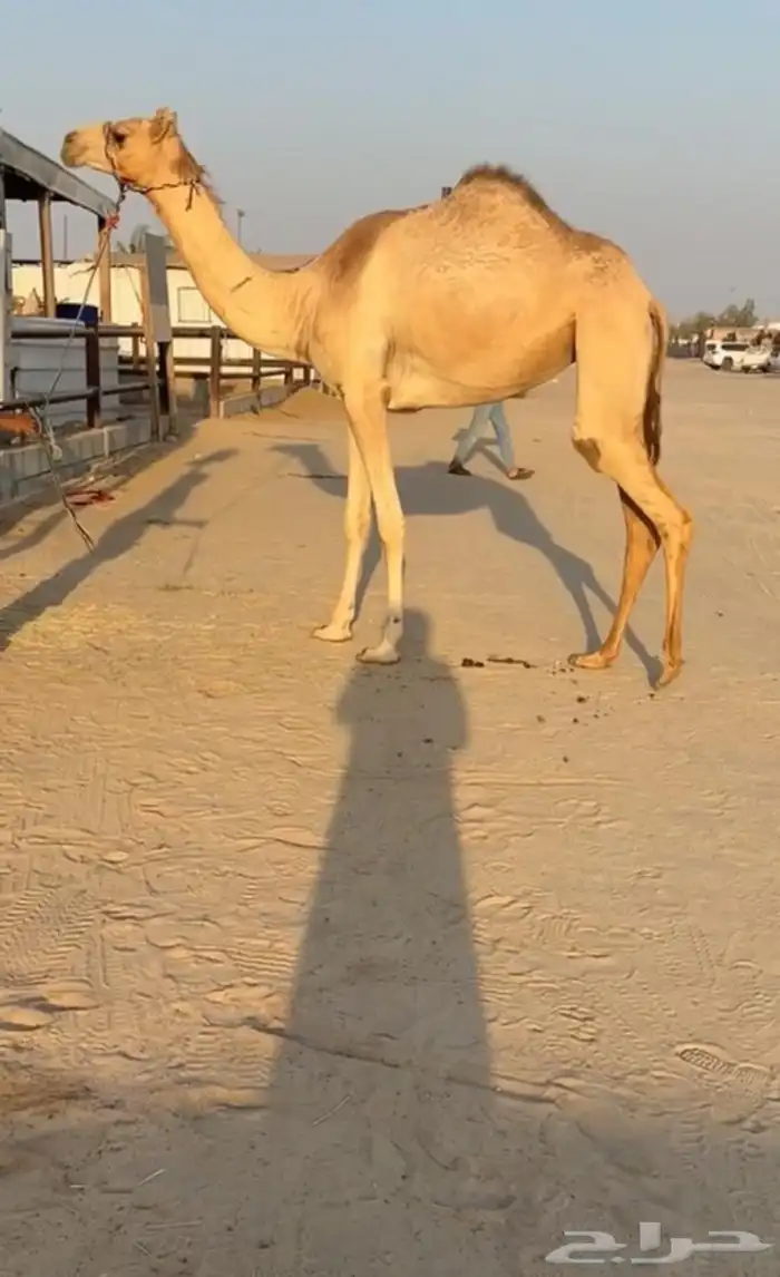 بكره كفو بنت جلمود بن شفيان هجن 0