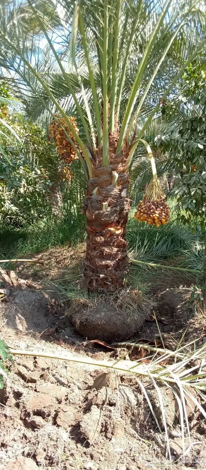 النخيل الفخر 2