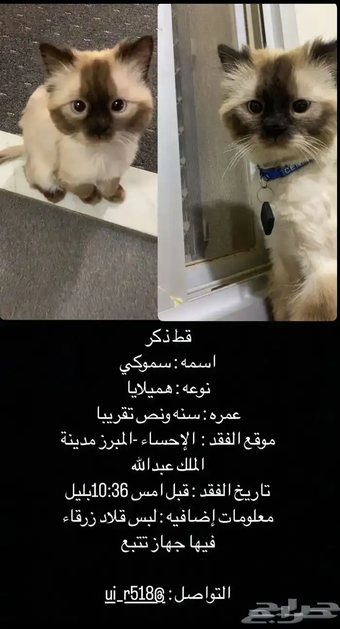 قط مفقود 0