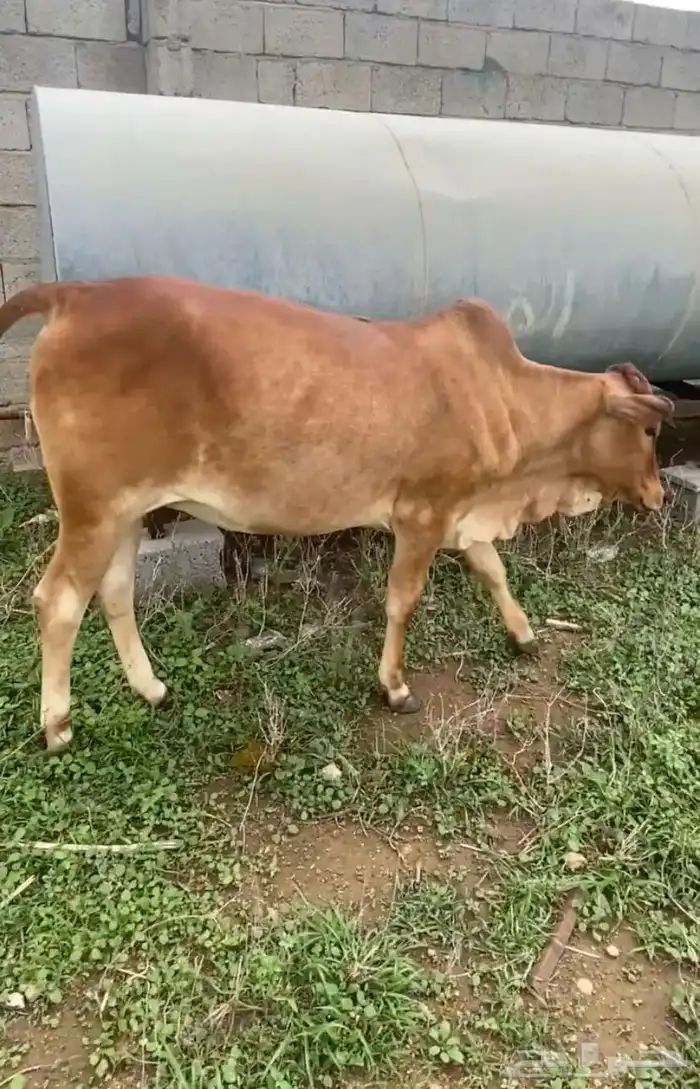 خبشه للبيع 0