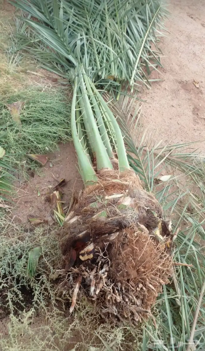 نخيل للبيع طيب ومثمر 9
