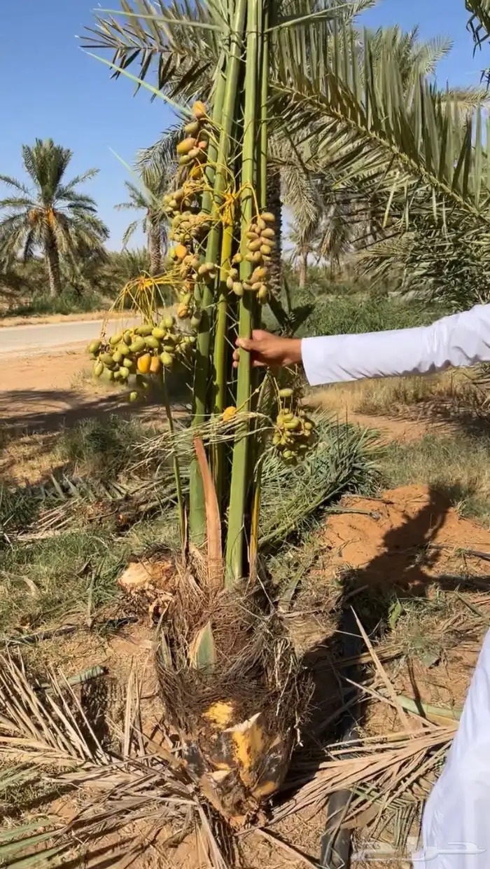 نخيل للبيع طيب ومثمر 8