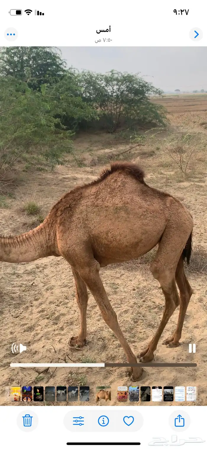 بكره ساحليه للبيع 2