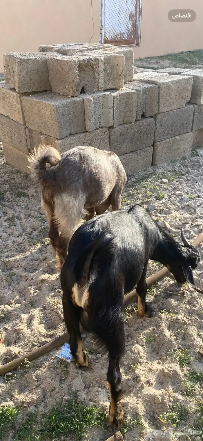 عندي تيوس جذعان سمان وخروف جذع حق مناسبات 2
