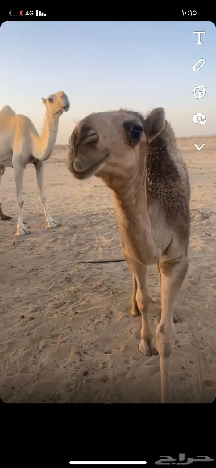 بعير اشقح شاق منتج 7