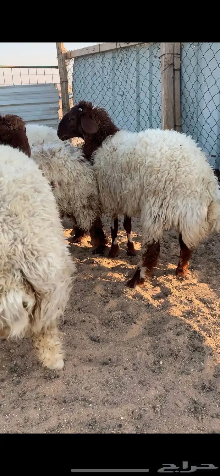 ذبايح للبيع 1