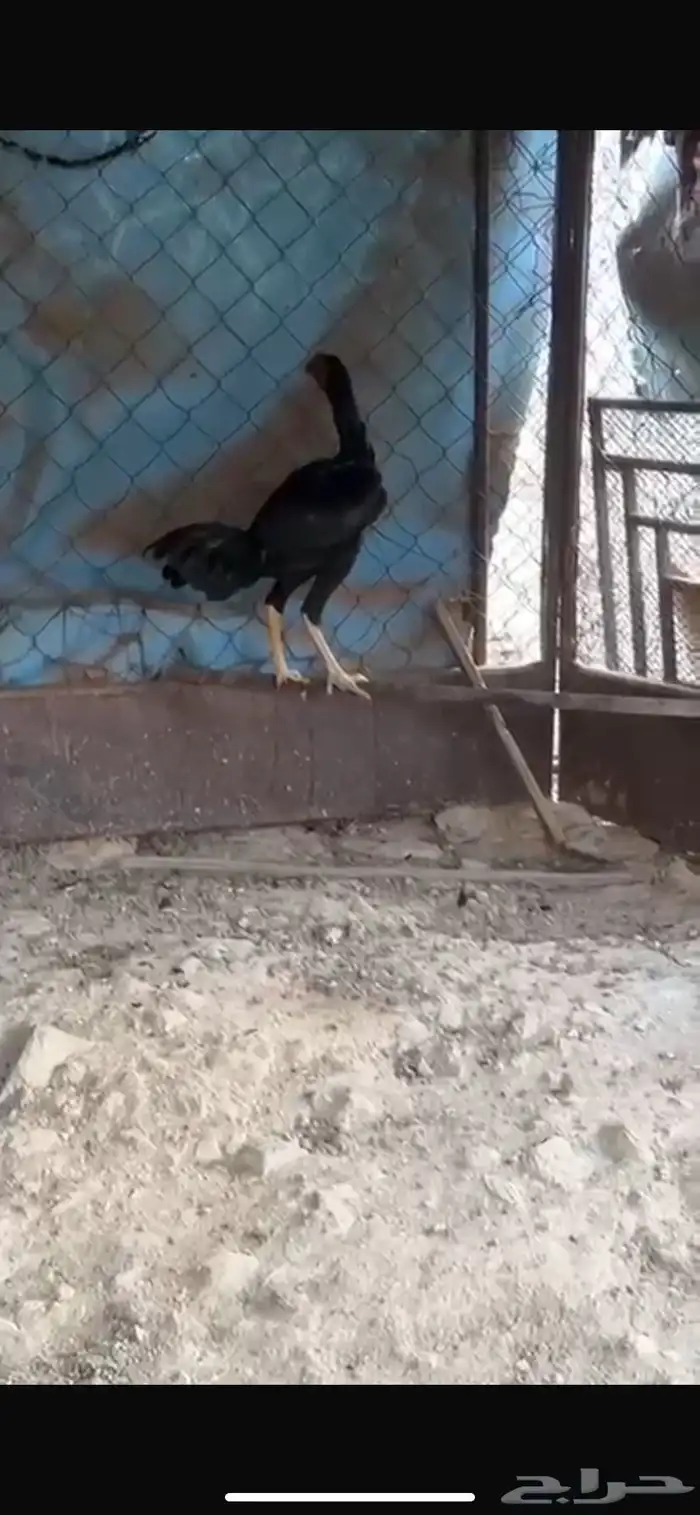 دجاج 3