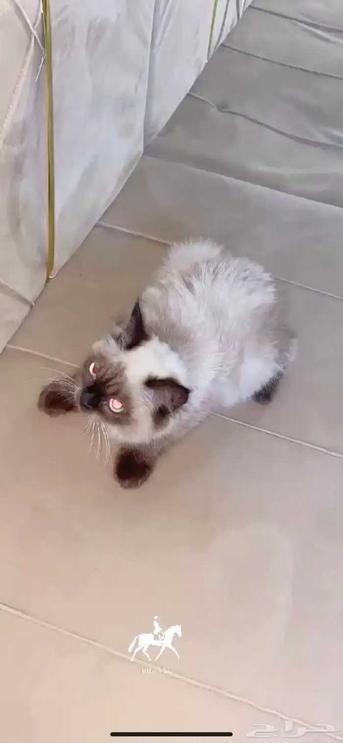 قطه هملايا 0