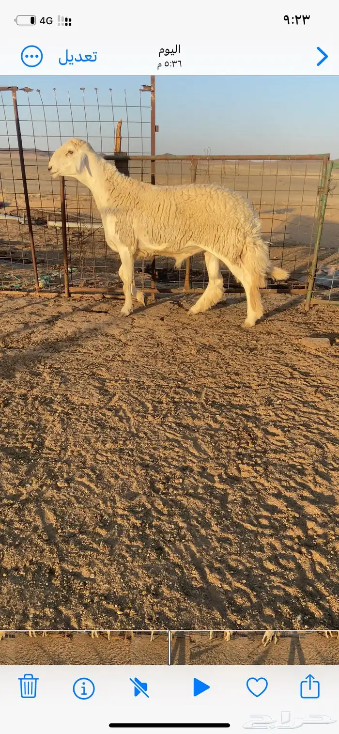خروف حري فحل 1