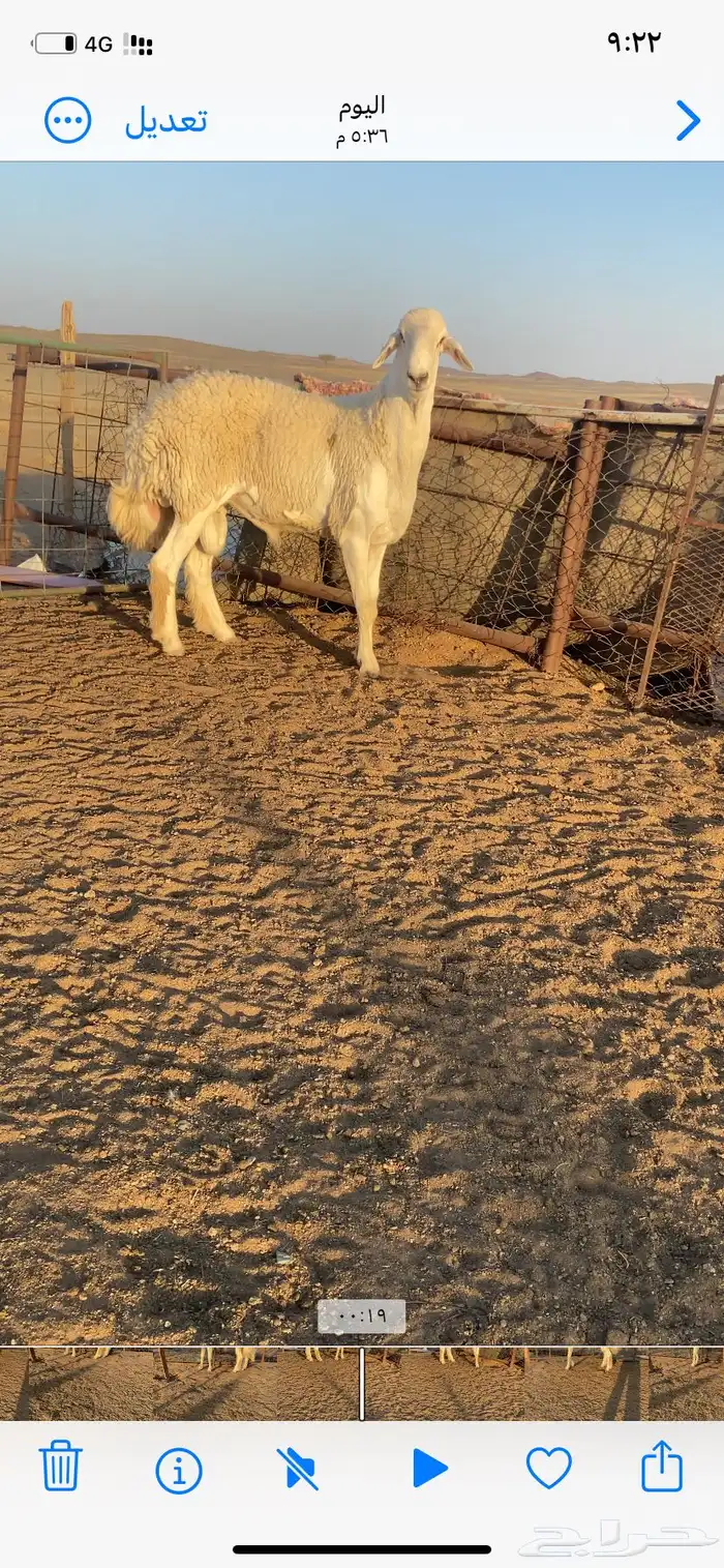 خروف حري فحل 4