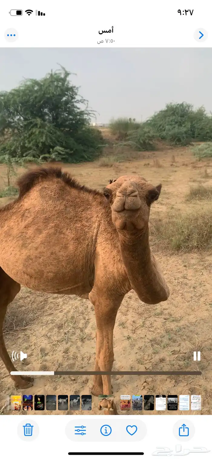 بكره ساحليه للبيع 4