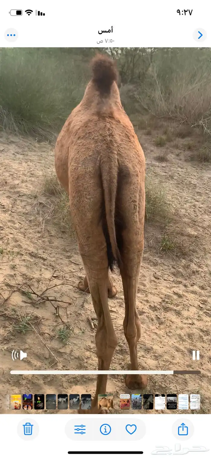 بكره ساحليه للبيع 1