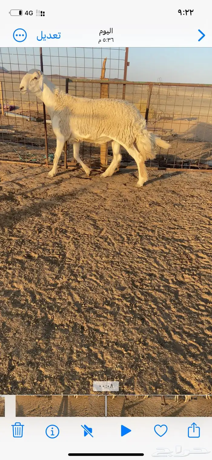 خروف حري فحل 6