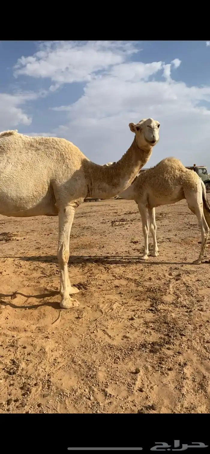 ناقه اعشرا ام خامس تحتها قعود 0