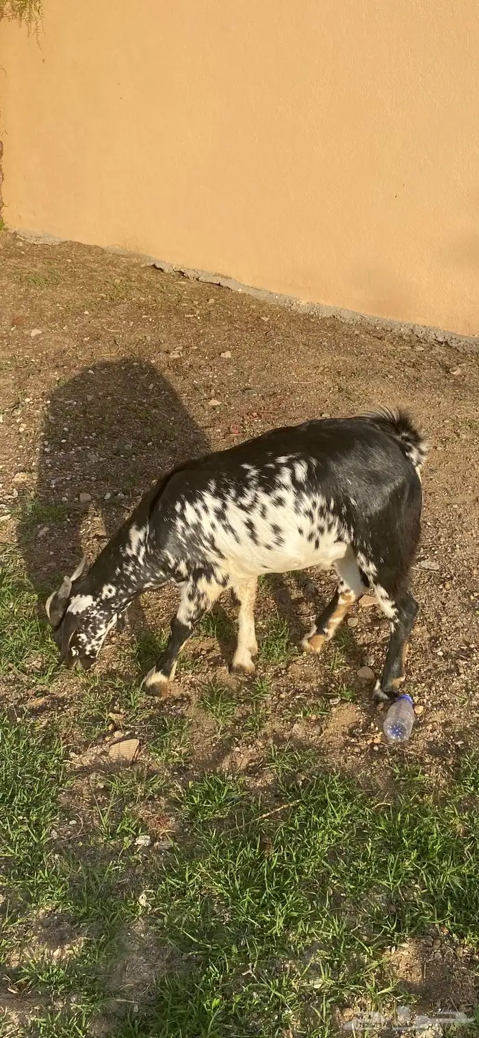 عندي تيوس جذعان سمان وخروف جذع حق مناسبات 3