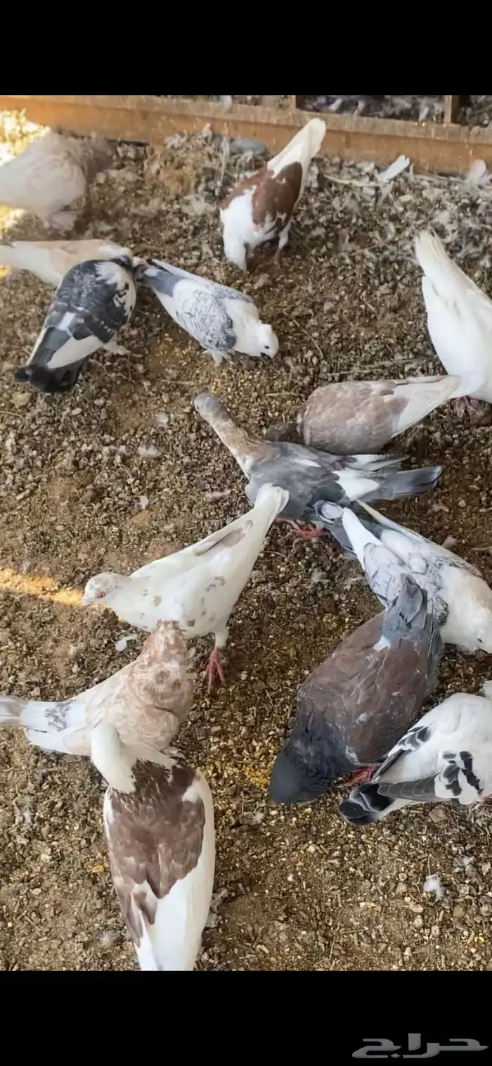حمام مشكل العدد تقريبآ فوق40 حبه الاغلبيه متزاوج 4